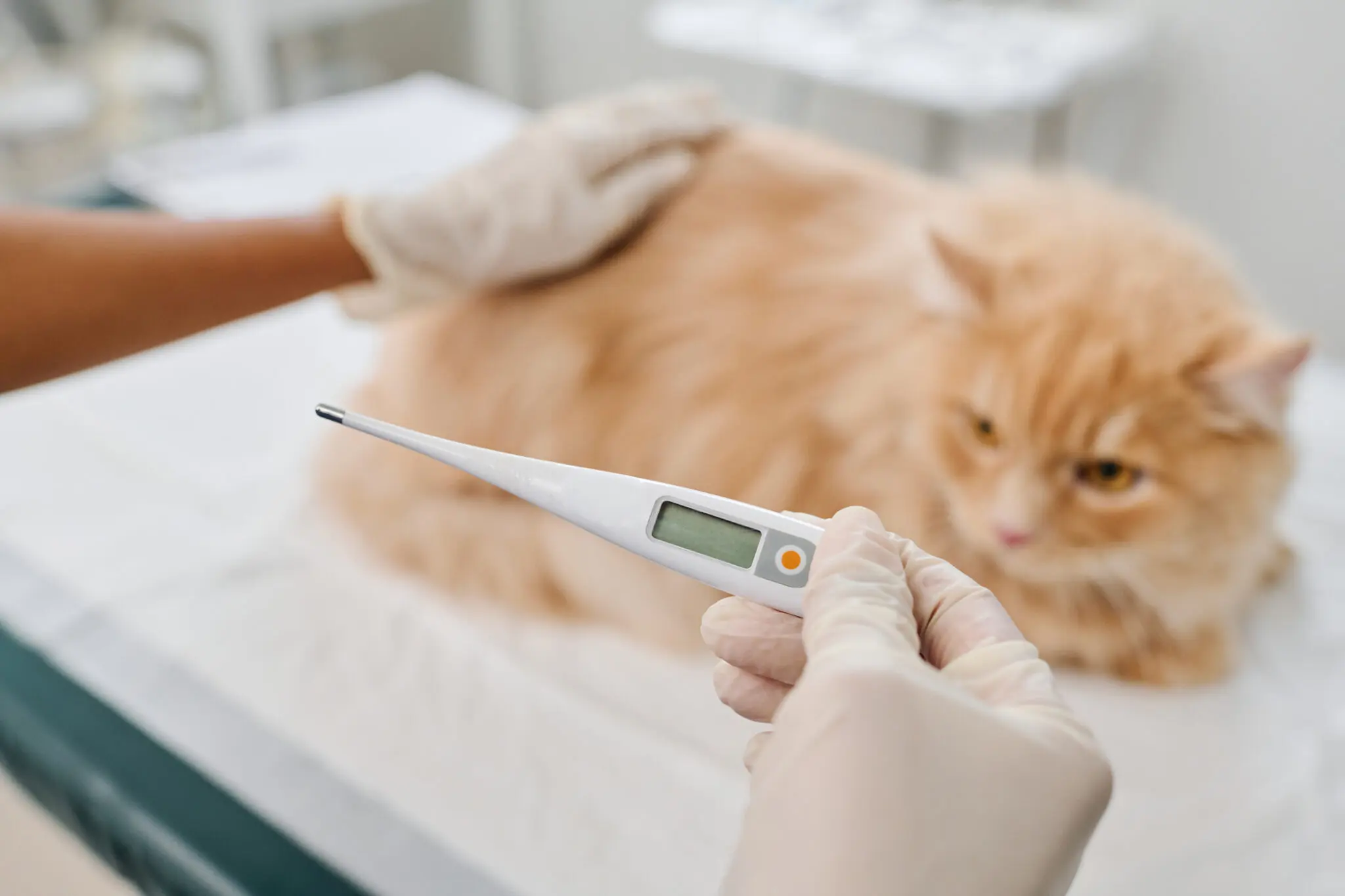Cat showing signs of fever including lethargy and warm ears requiring clinical assessment