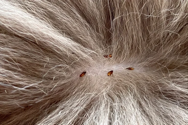 Cat Fleas Symptoms 1
