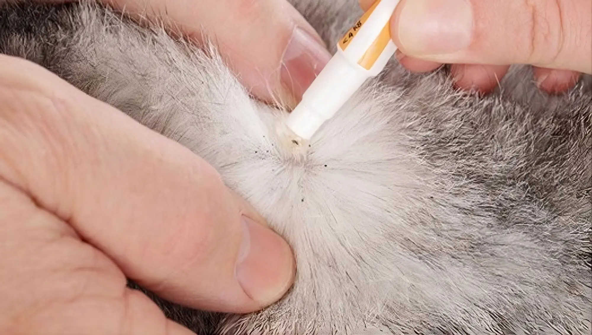 Cat showing signs of fleas including excessive scratching, red bumps, and flea dirt requiring clinical assessment