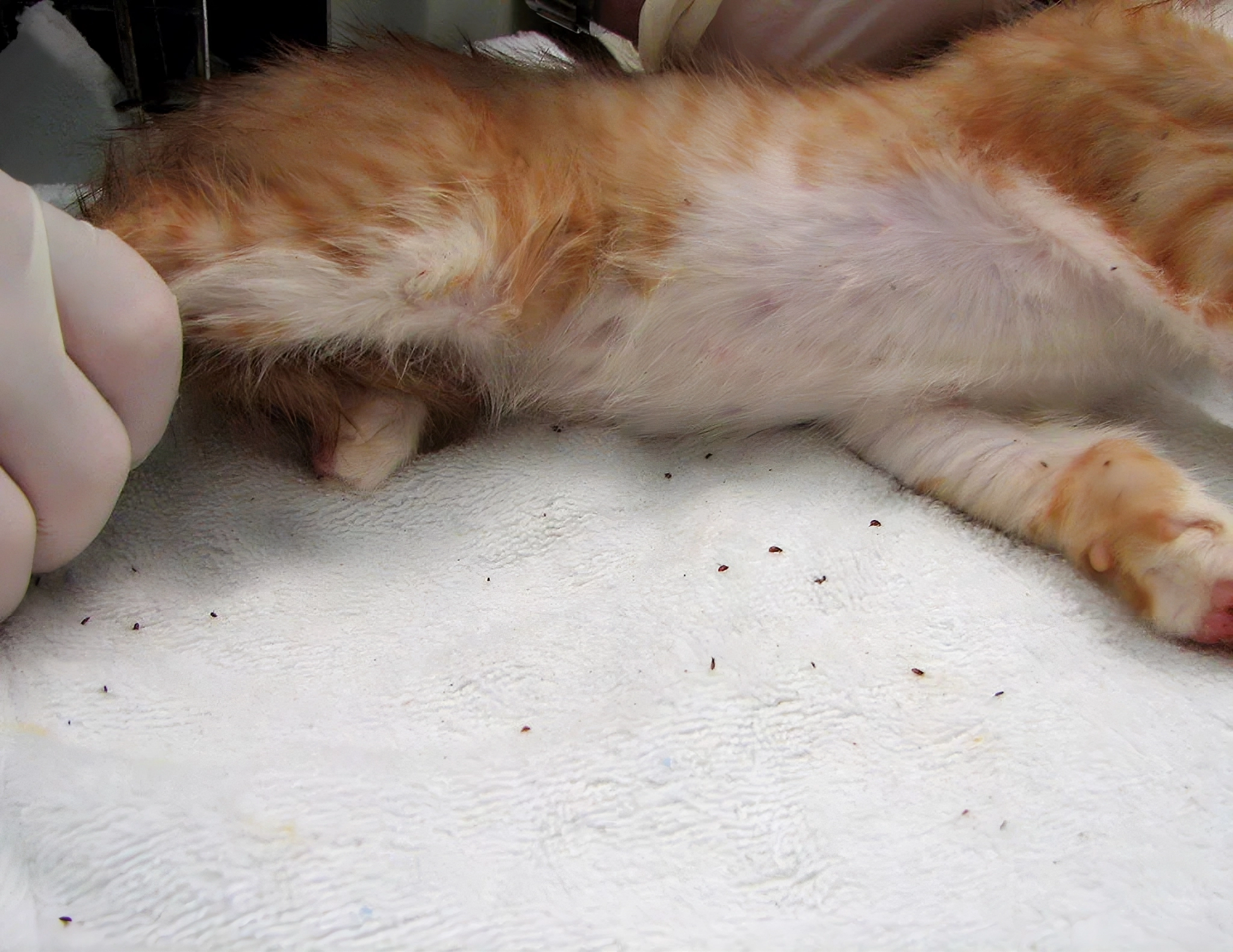 Severe flea infestation in cats requiring prompt veterinary care showing anemia, skin lesions, and systemic signs