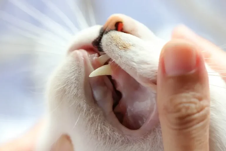 Cat Gums Pale 1