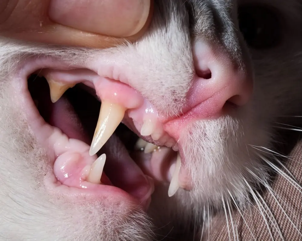 Cat with pale gums showing signs of anemia or hypoperfusion requiring clinical assessment