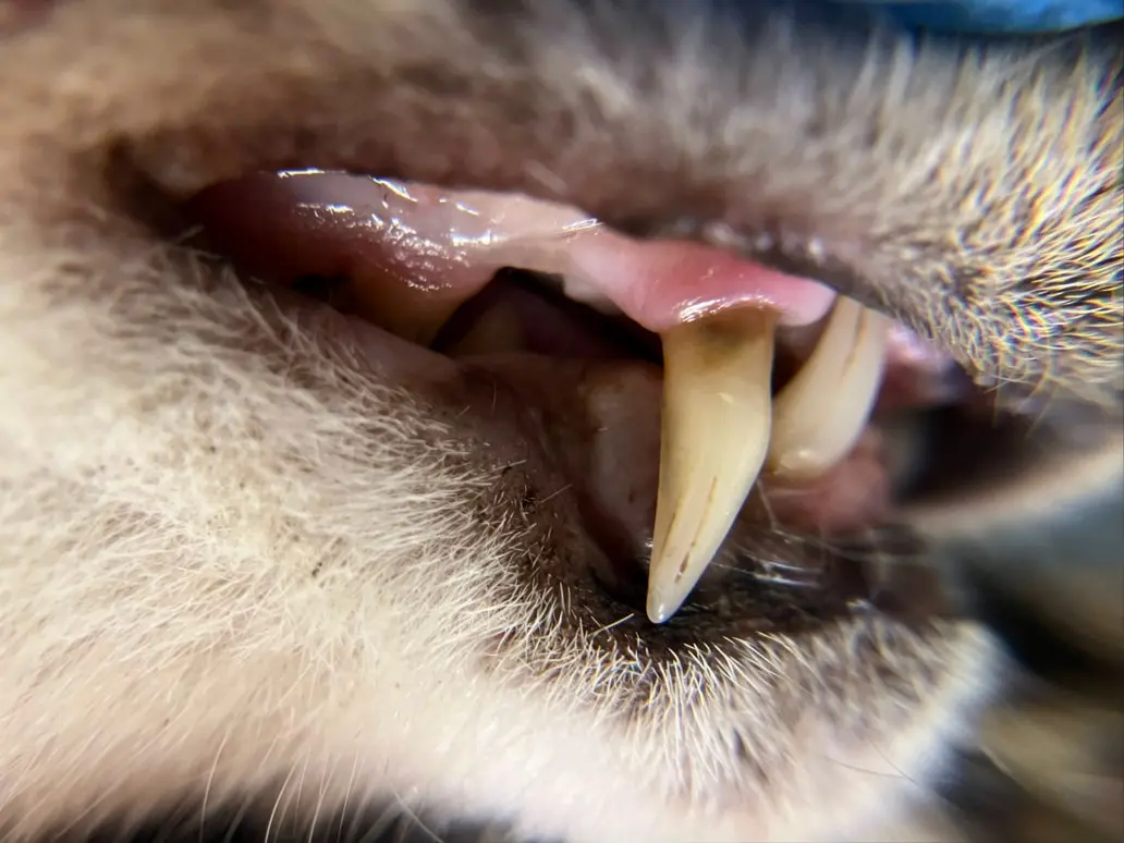 Emergency signs of severe anemia and pallor in cats requiring immediate veterinary care