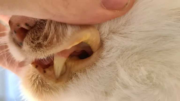 Cat Gums Yellow 1