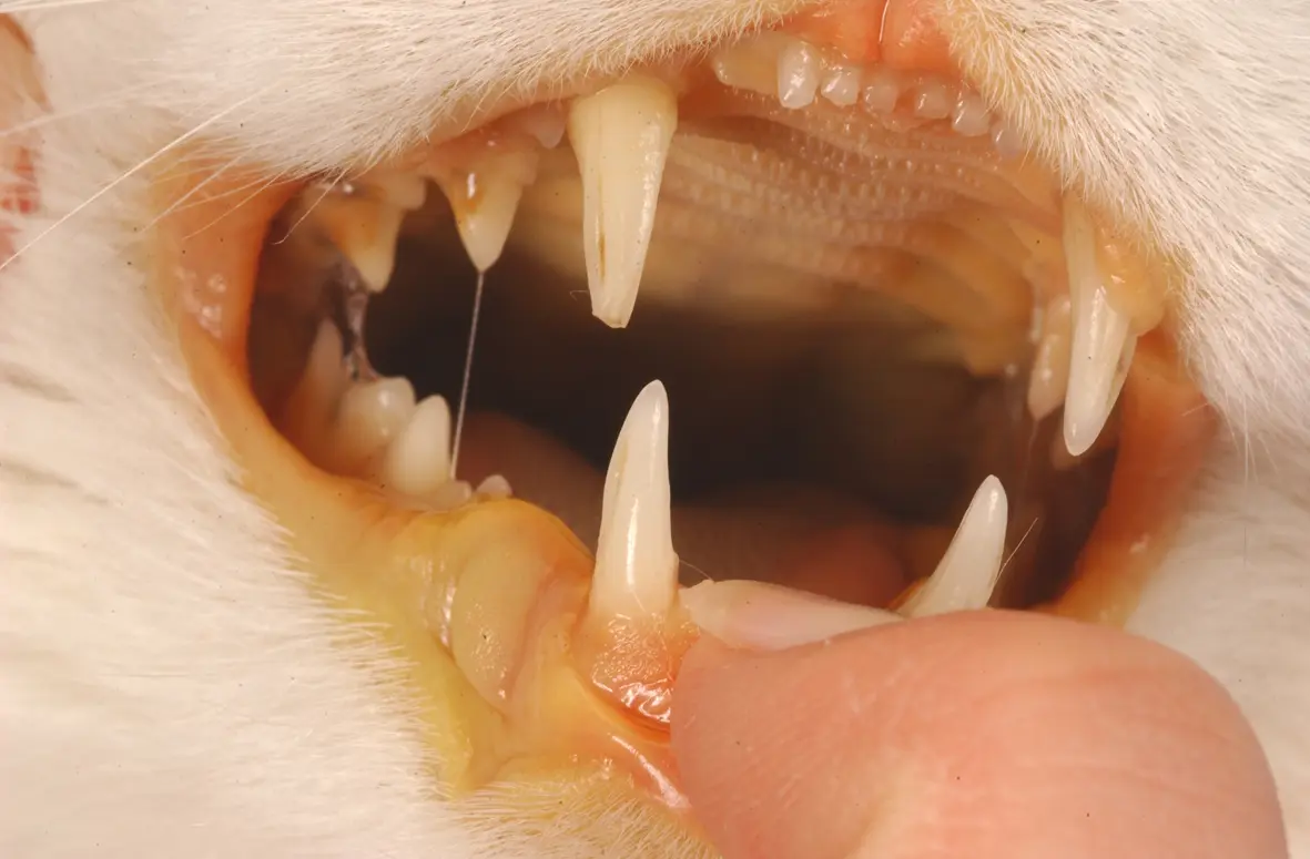 Cat with yellow gums showing signs of icterus and jaundice requiring clinical assessment