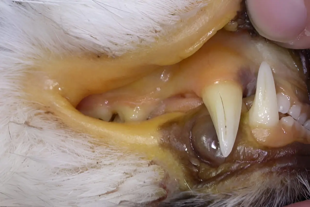 Emergency signs of severe icterus and jaundice in cats requiring immediate veterinary care