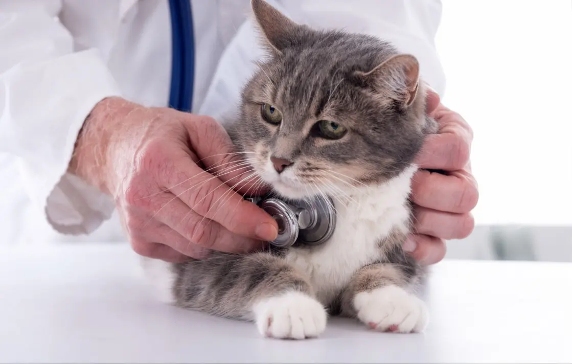 Cat showing signs of heart disease including lethargy and breathing changes requiring clinical assessment