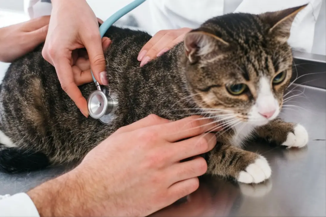 Emergency signs of feline heart failure and cardiac distress requiring immediate veterinary care