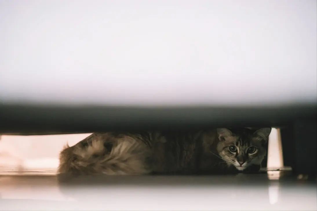 Emergency signs of severe illness in cats requiring immediate veterinary care