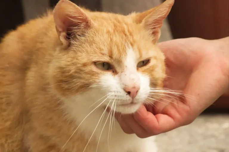 Cat Hyperthyroidism Symptoms 1