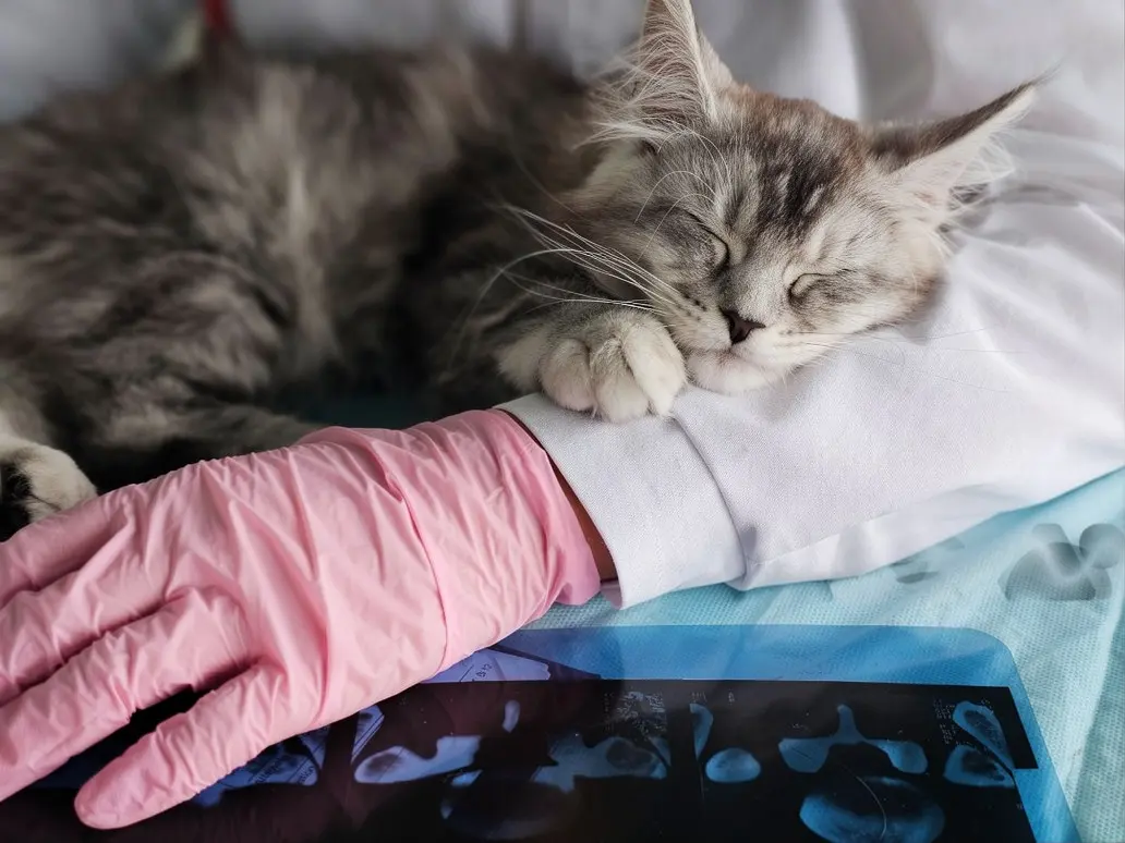 Emergency signs of severe hyperthyroidism and thyroid crisis in cats requiring immediate veterinary care