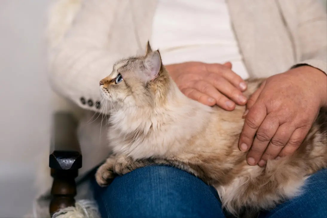 Cat showing signs of kidney disease including increased thirst and weight loss requiring clinical assessment