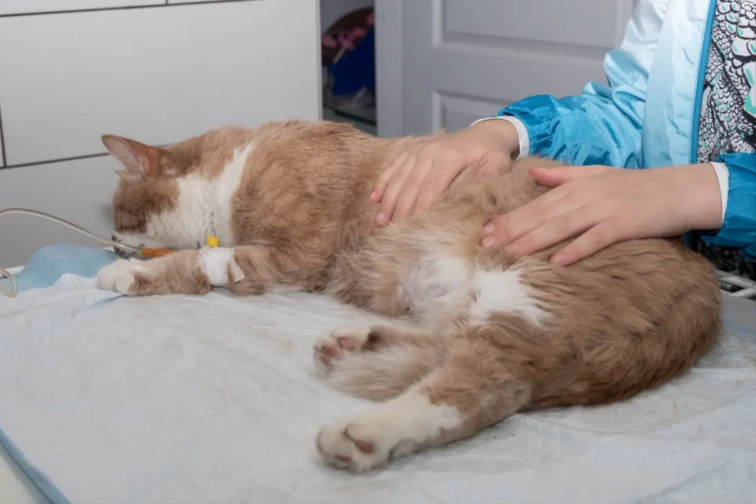 Emergency signs of severe kidney disease and renal failure in cats requiring immediate veterinary care