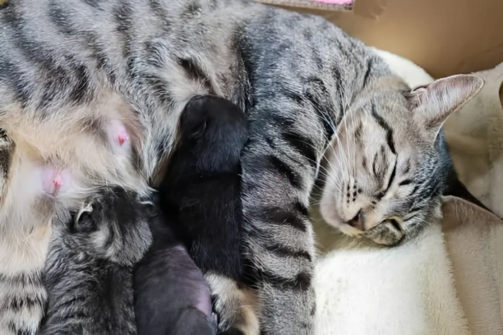 Cat showing signs of labor including nesting, contractions, and active delivery