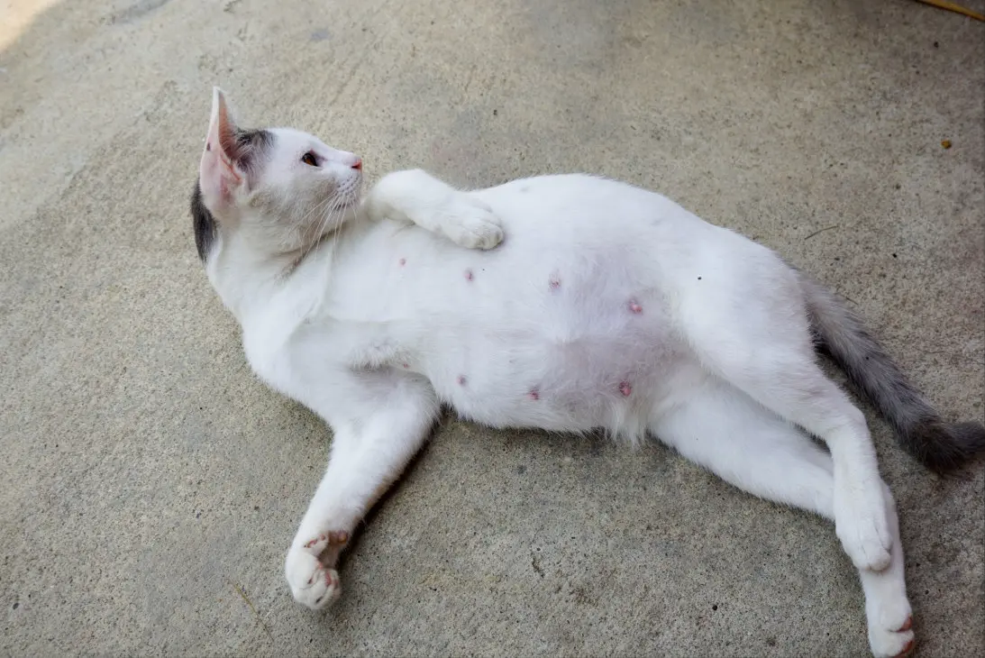 Emergency labor complications in cats including dystocia, uterine inertia, and eclampsia requiring prompt veterinary care