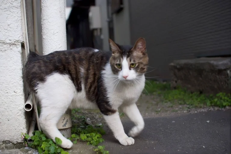 Cat Limping 1