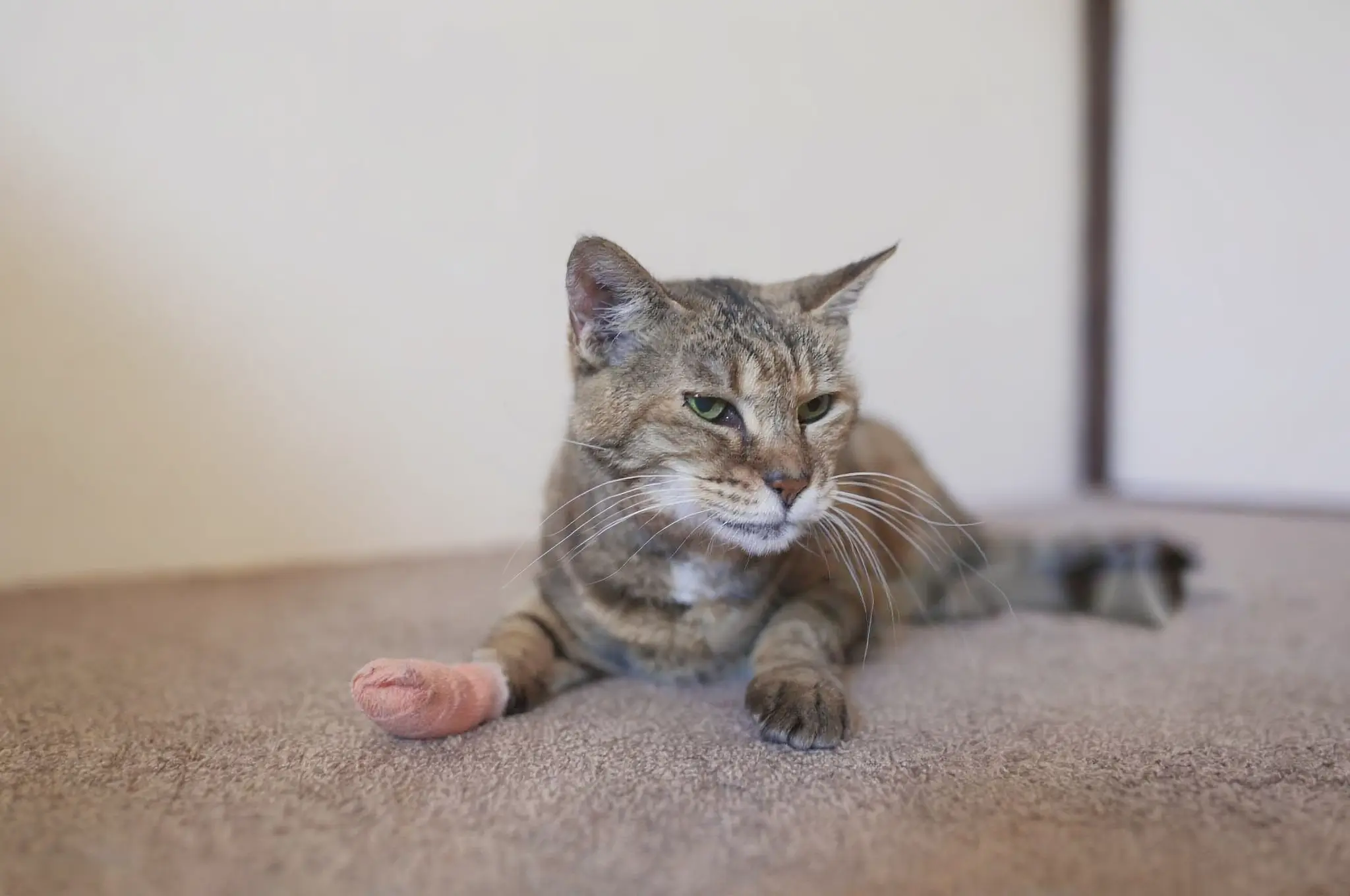 Cat limping: clinical assessment and triage support