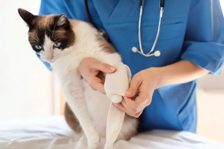 Emergency signs of severe lameness and orthopedic injury in cats requiring immediate veterinary care