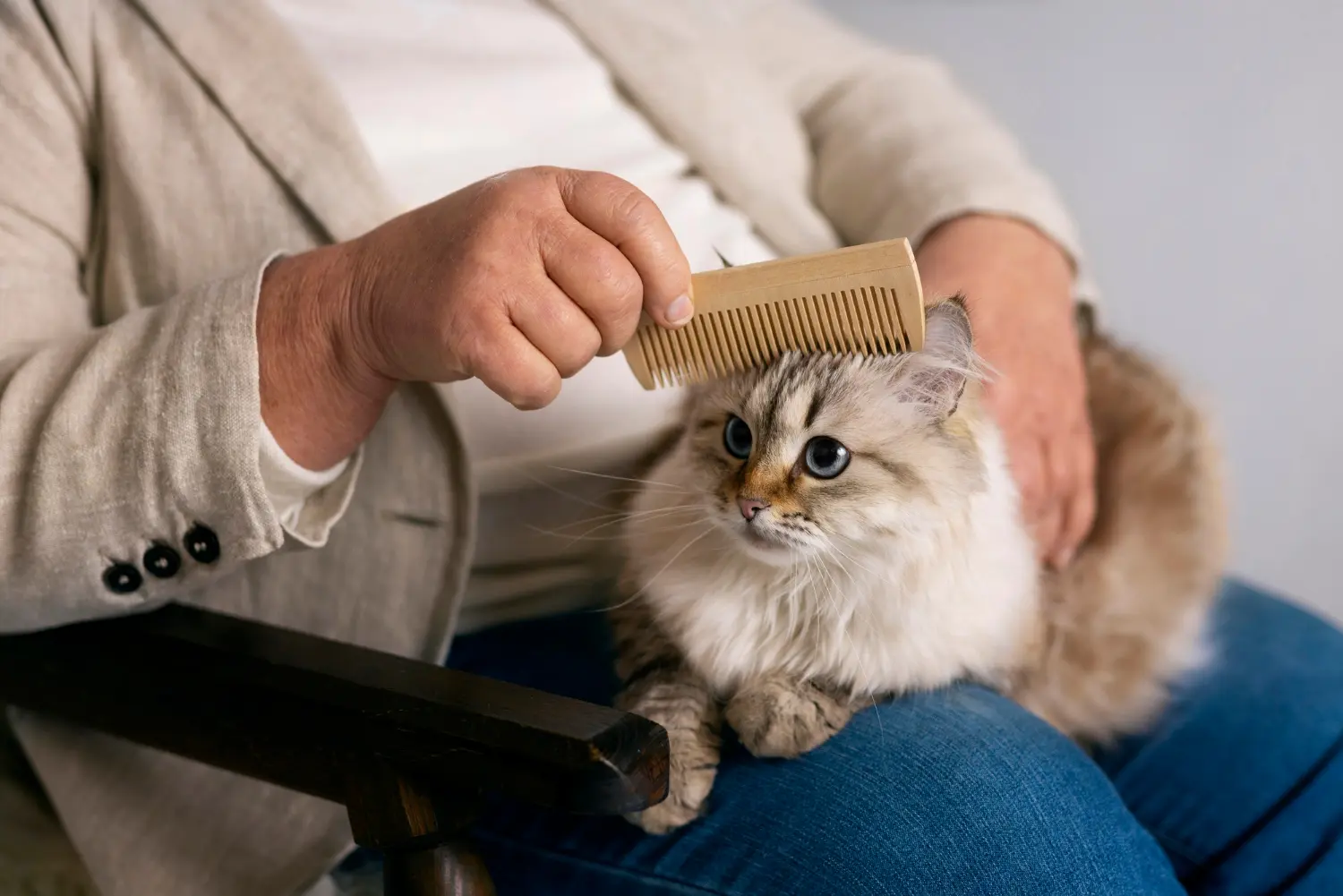 Cat losing hair: home care guidelines and clinical monitoring