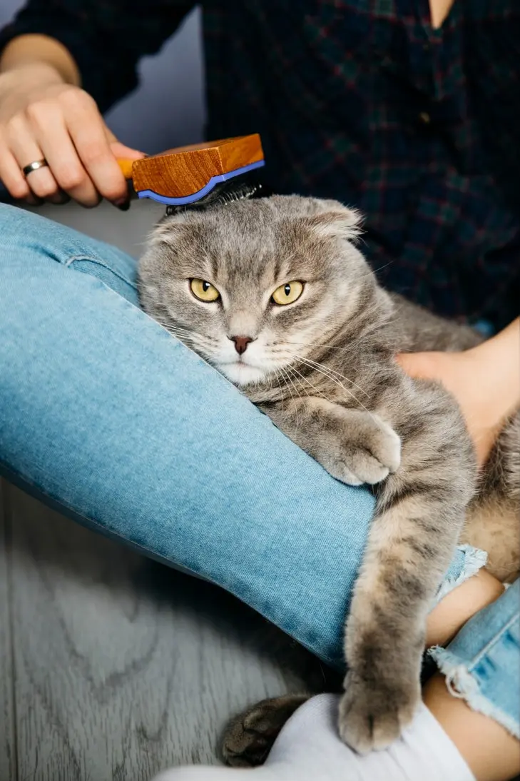 Cat with hair loss showing emergency signs needing immediate veterinary care