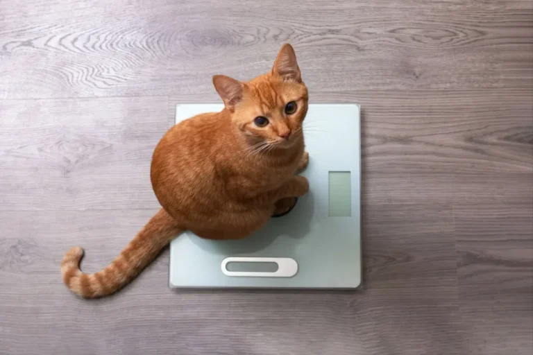 Cat Losing Weight 1