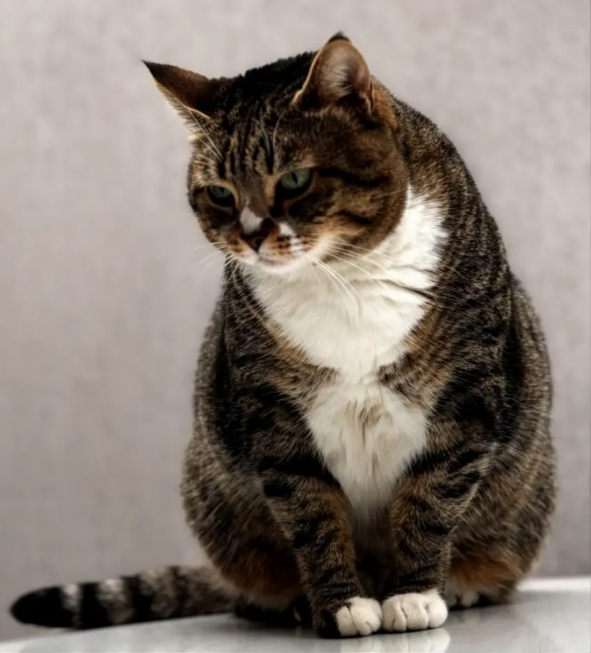 Cat losing weight showing emergency signs needing immediate veterinary care