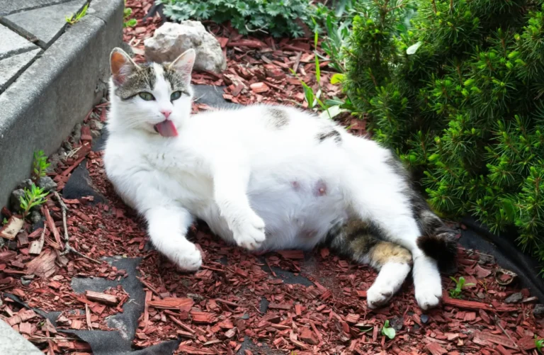 Cat Lump On Belly 1