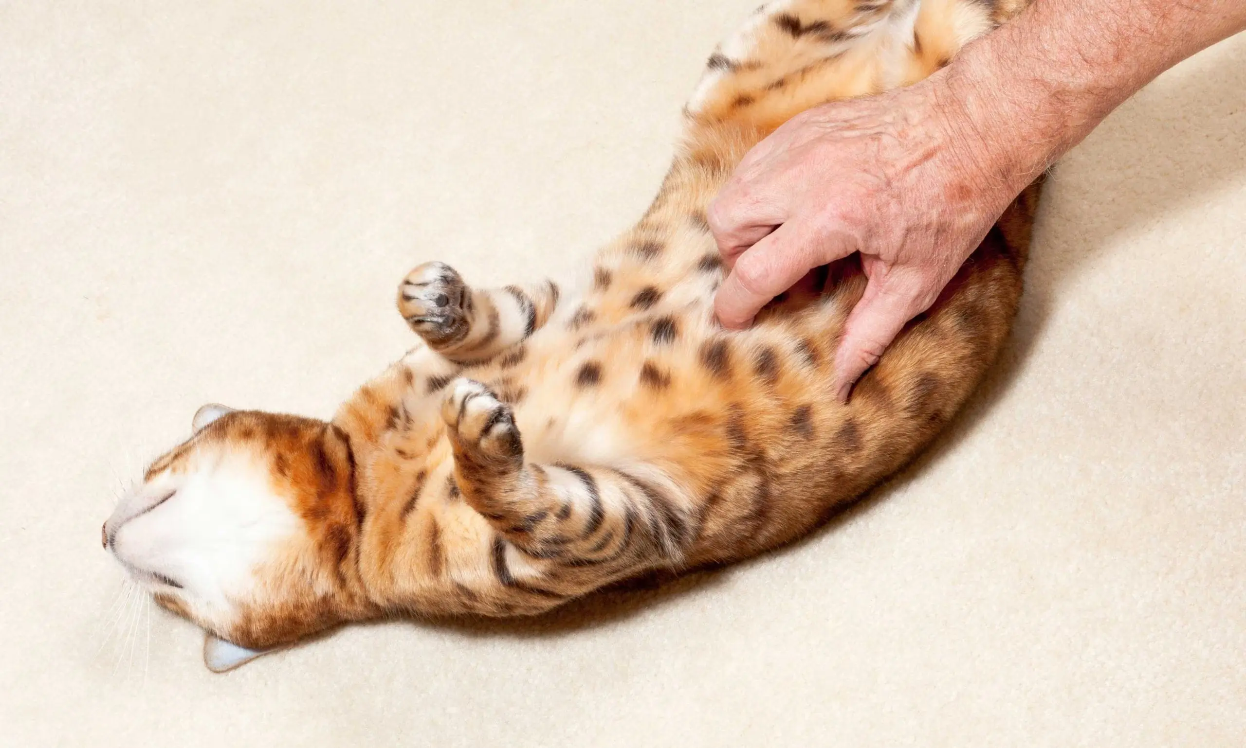 Cat with belly lump: home care guidelines and clinical monitoring