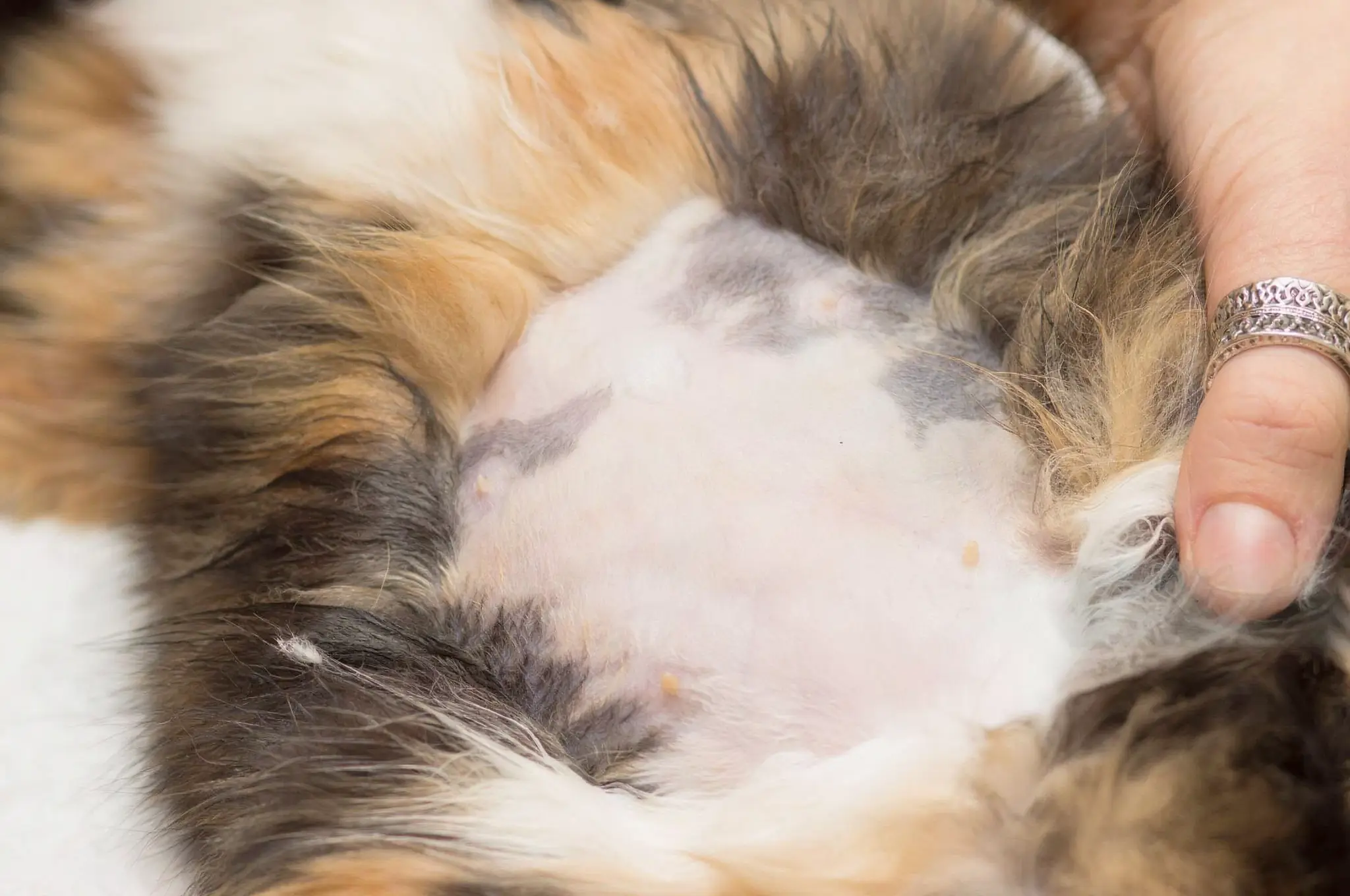 Cat with belly lump showing signs of emergency condition needing immediate veterinary care
