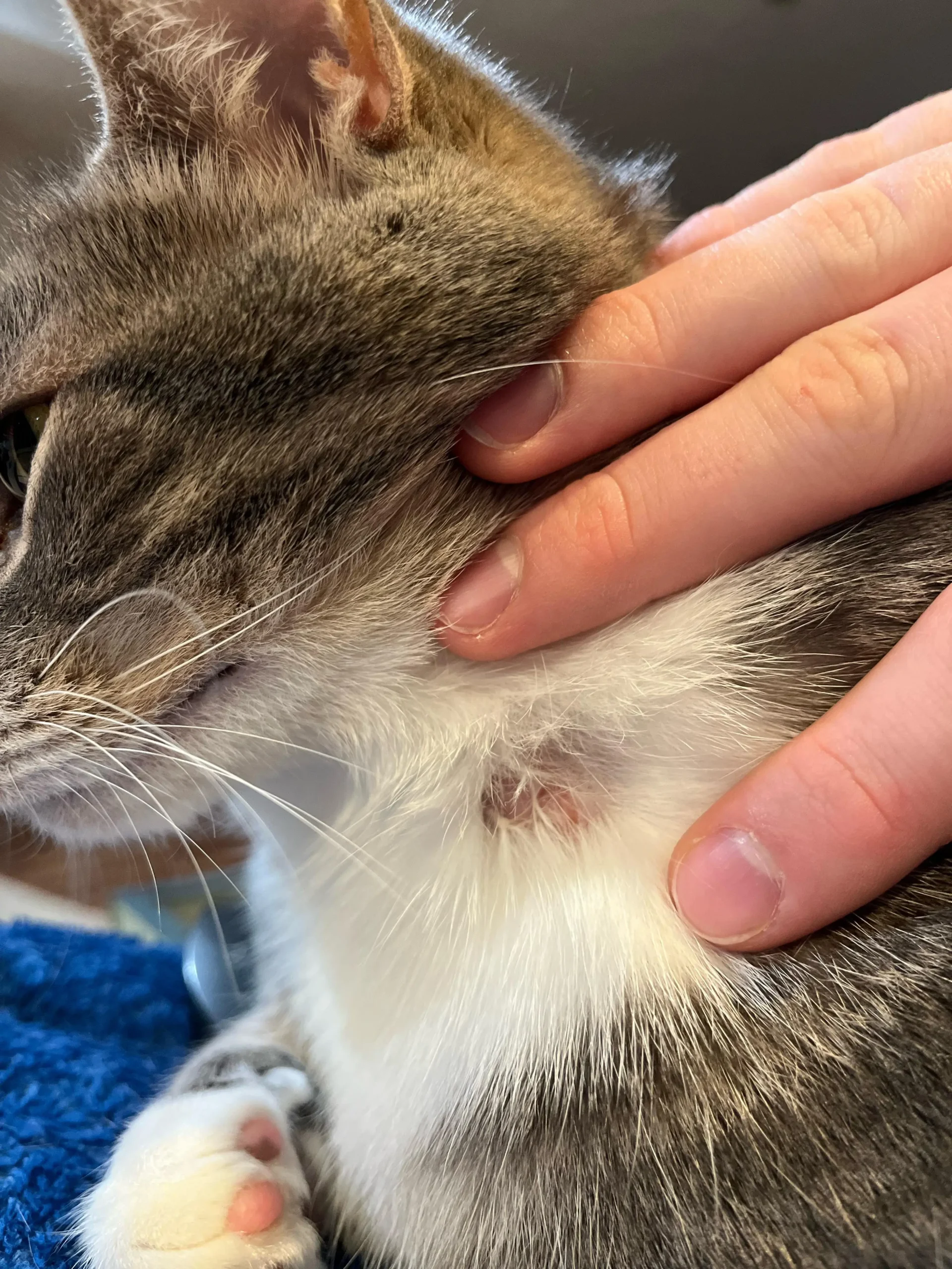 Cat with neck lump showing signs of emergency condition needing immediate veterinary care