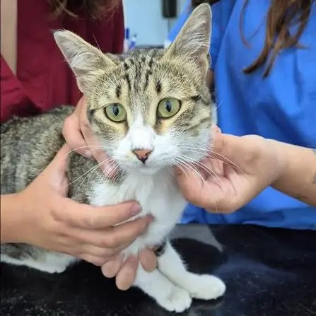 Cat with neck lump: home care guidelines and clinical monitoring