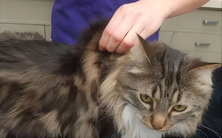 Cat Lump On Neck 3