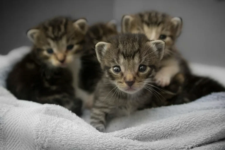 Cat Newborn Kitten Care 1