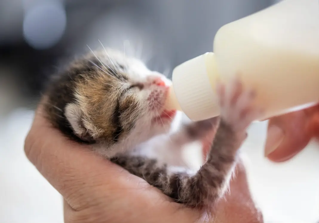 Newborn kitten care essentials including warmth, feeding, and monitoring