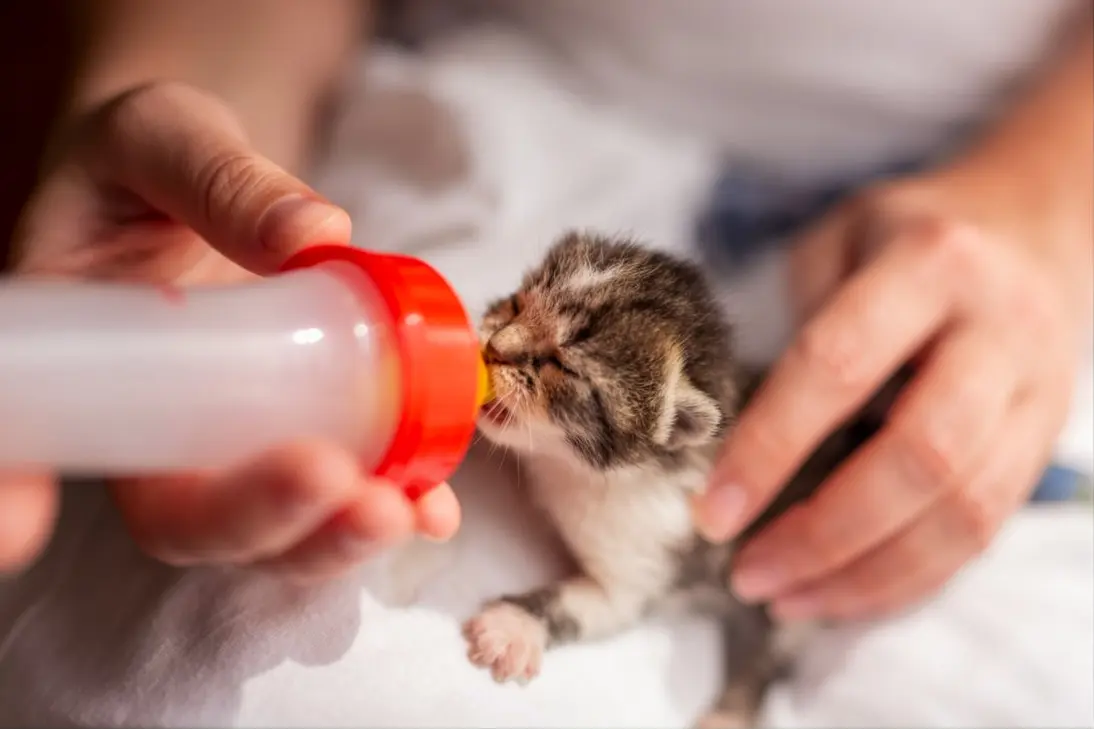 Emergency newborn kitten care including fading kitten syndrome, hypothermia, and dehydration requiring prompt veterinary care