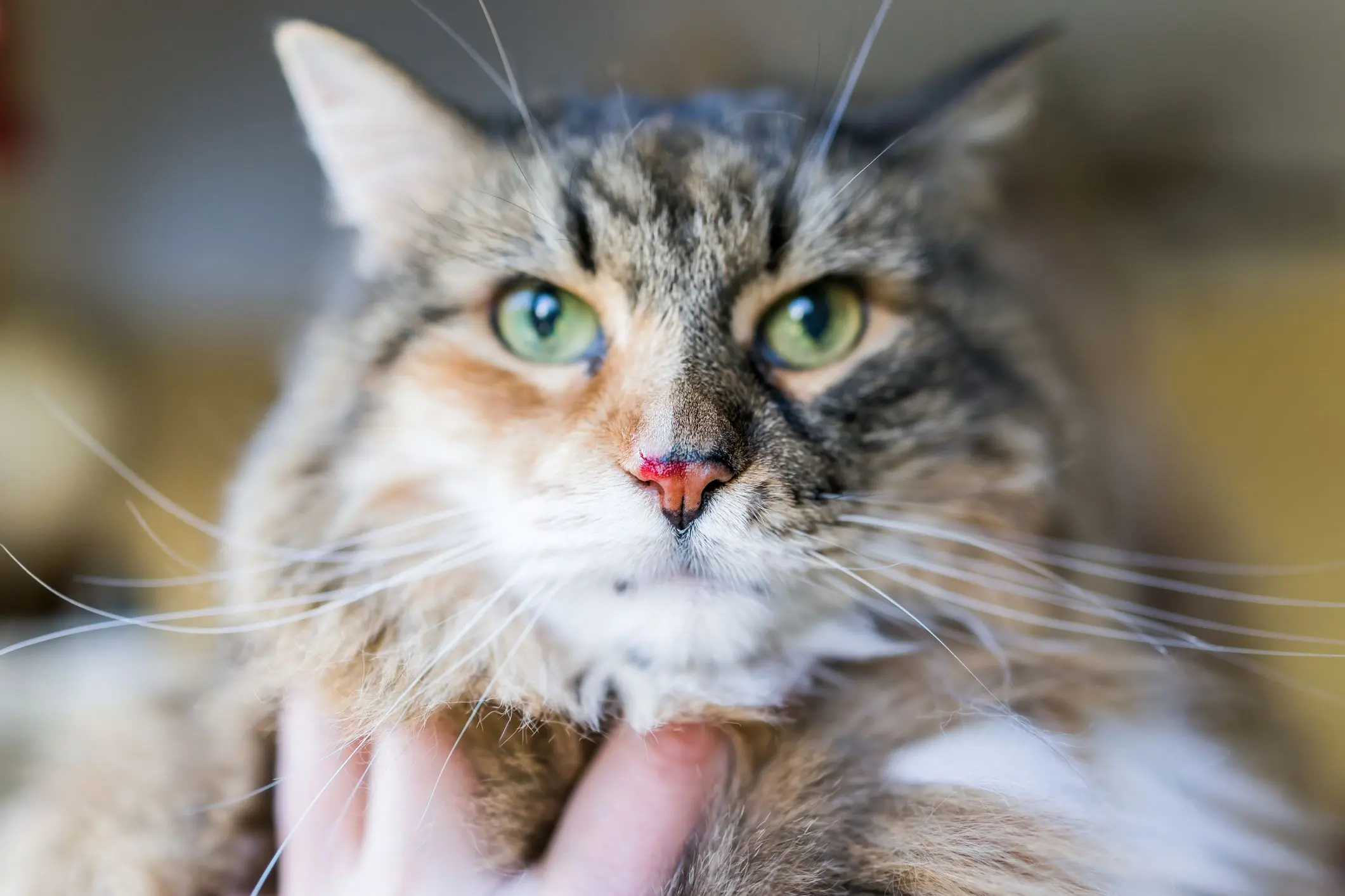 Cat with nose bleeding: home care guidelines and clinical monitoring