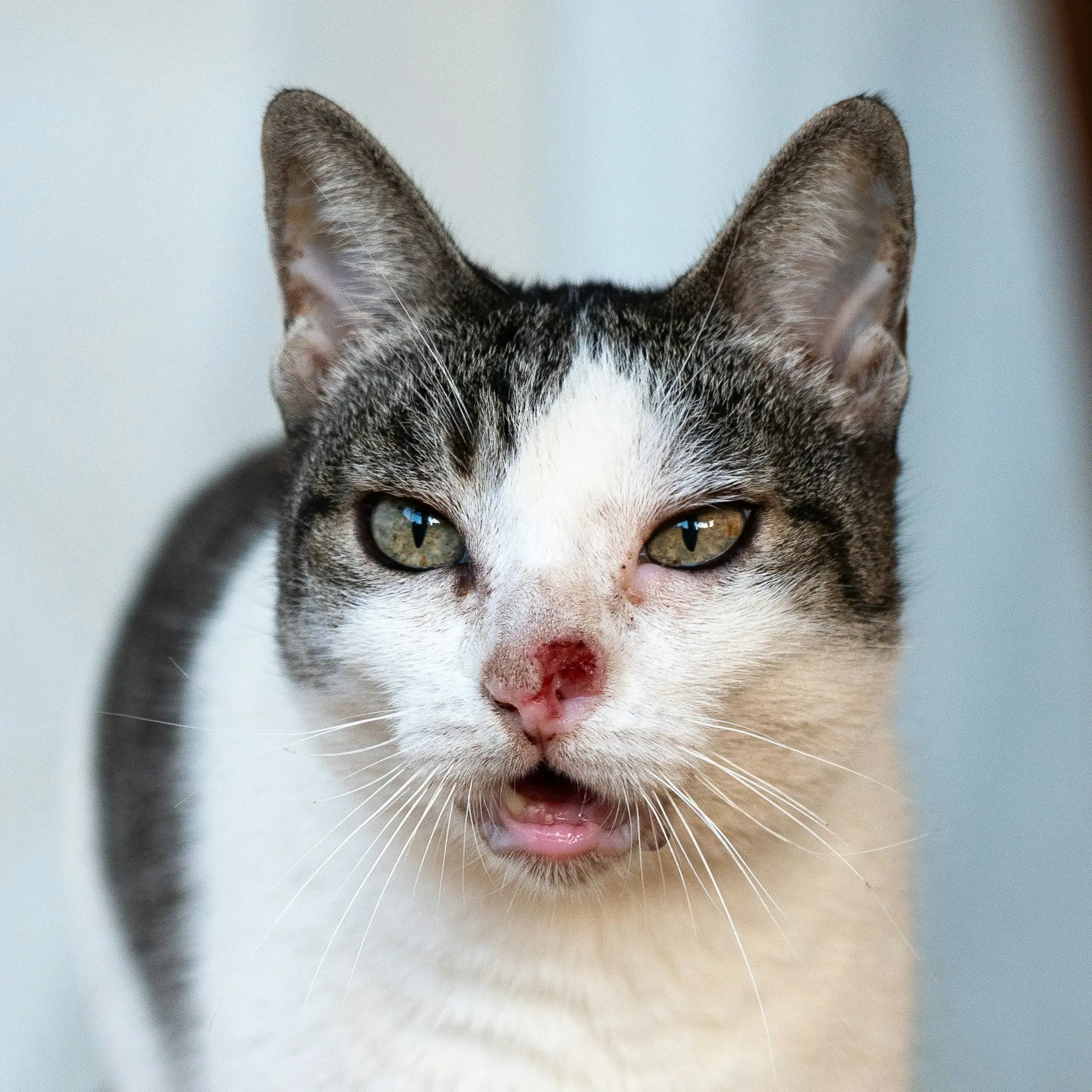 Cat with nose bleeding showing signs of emergency condition needing immediate veterinary care