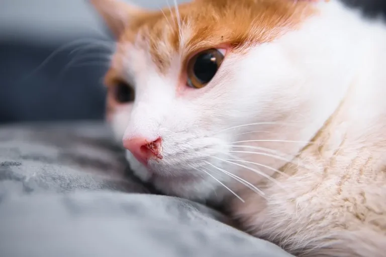 Cat Nose Bleeding 3