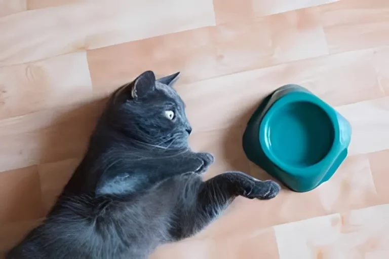 Cat Not Drinking Water 1
