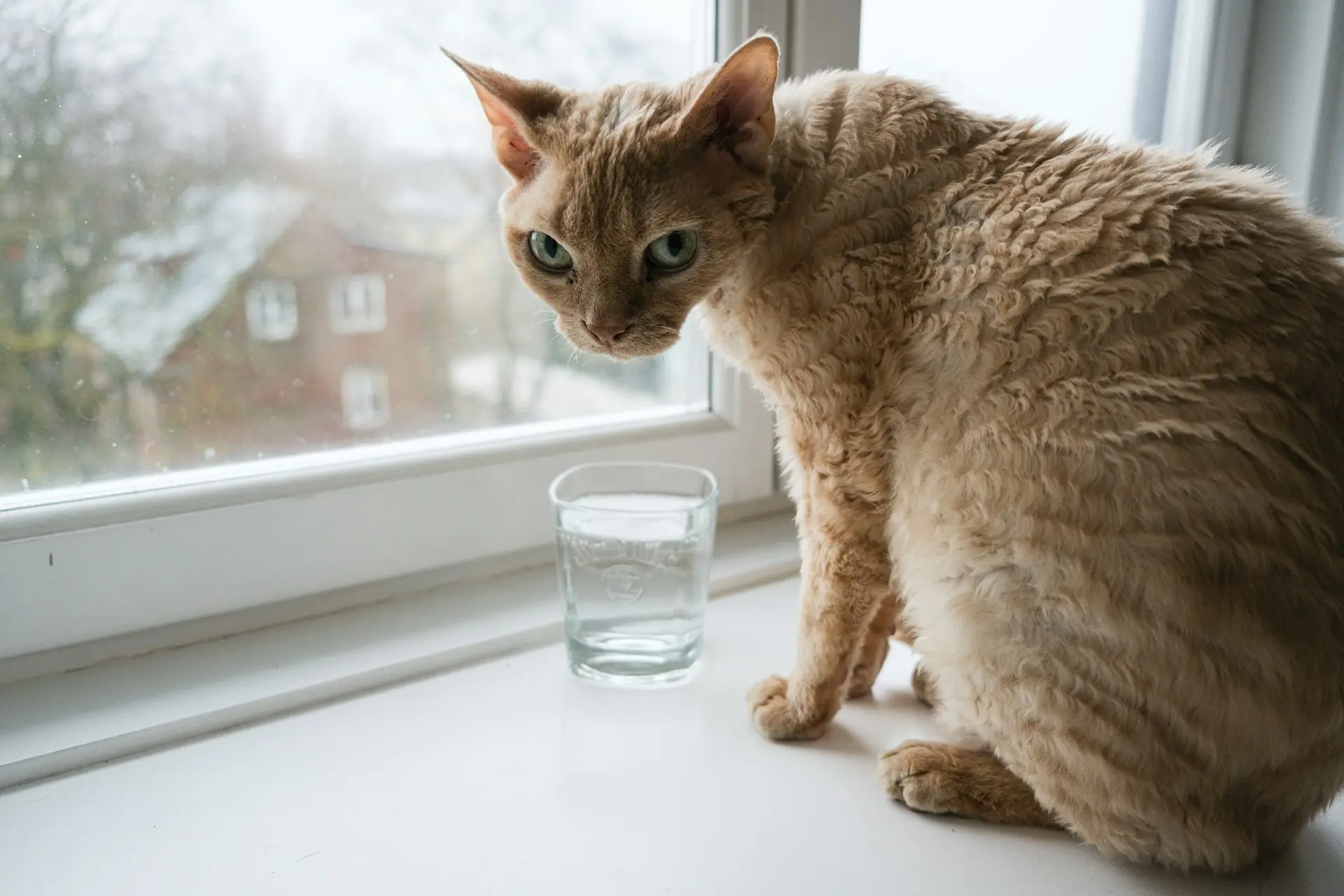 Cat showing signs of reduced water intake requiring clinical assessment
