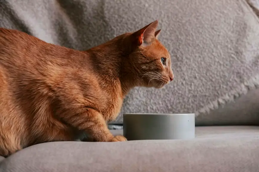 Emergency signs of severe dehydration in cats requiring immediate veterinary care