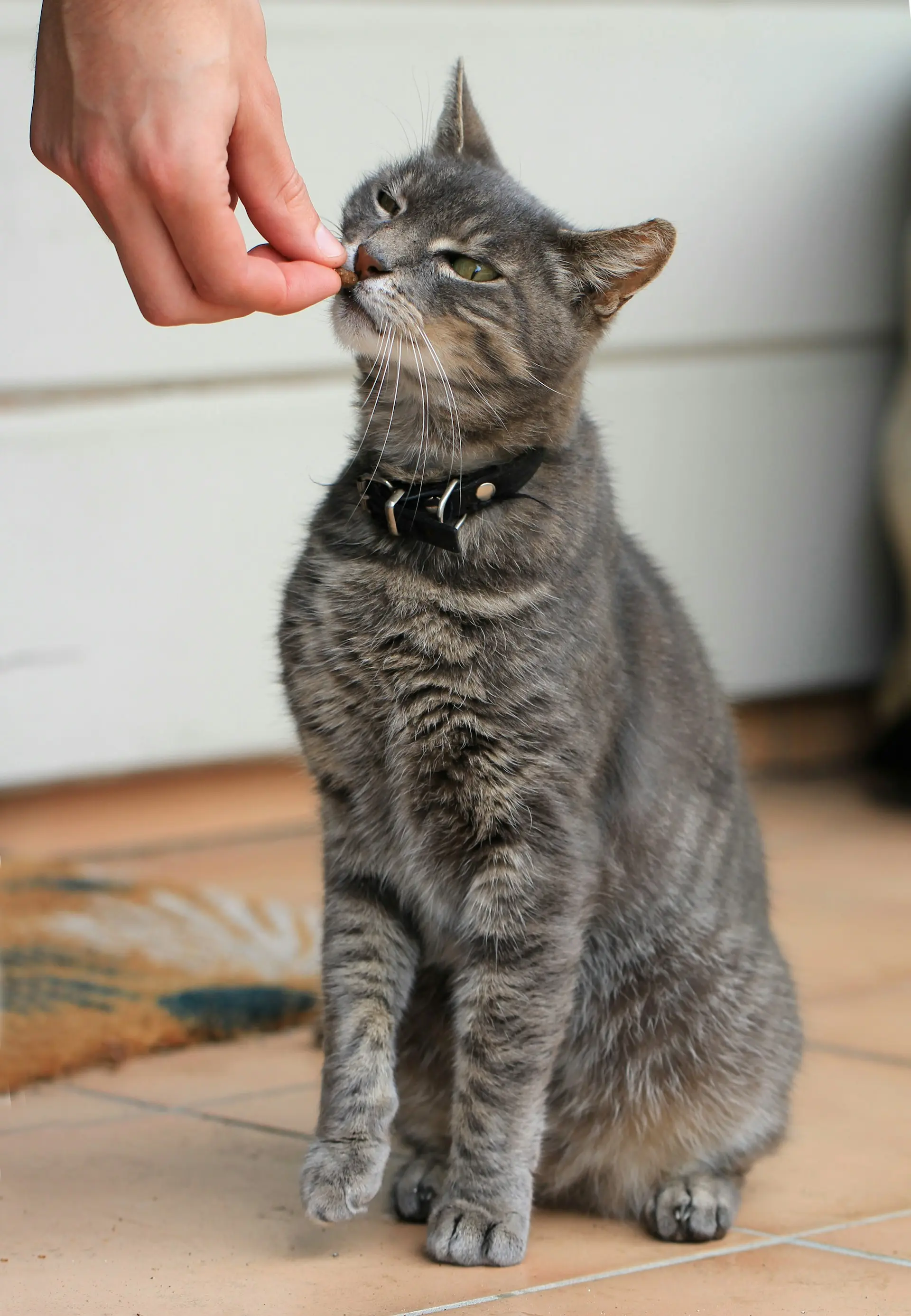 Cat showing signs of severe appetite loss needing emergency veterinary care