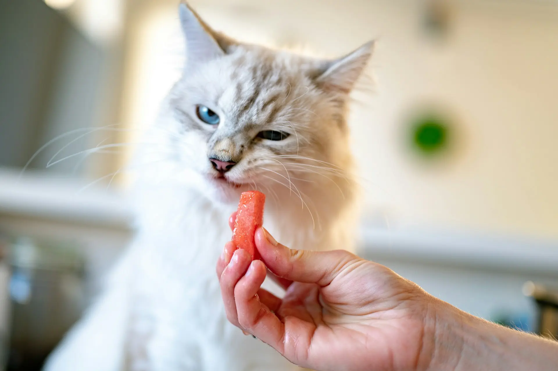 Cat showing signs of appetite loss requiring clinical assessment