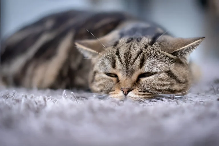 Cat Not Moving 1