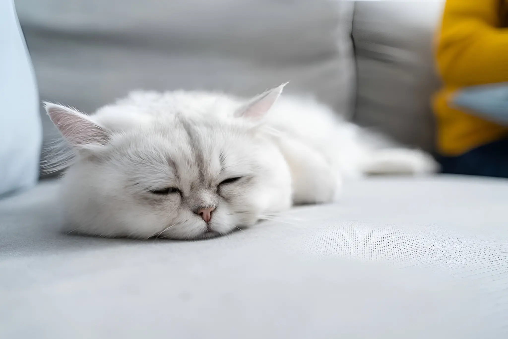 Cat not moving: clinical assessment and triage support