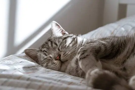 Emergency signs of severe immobility and paralysis in cats requiring immediate veterinary care