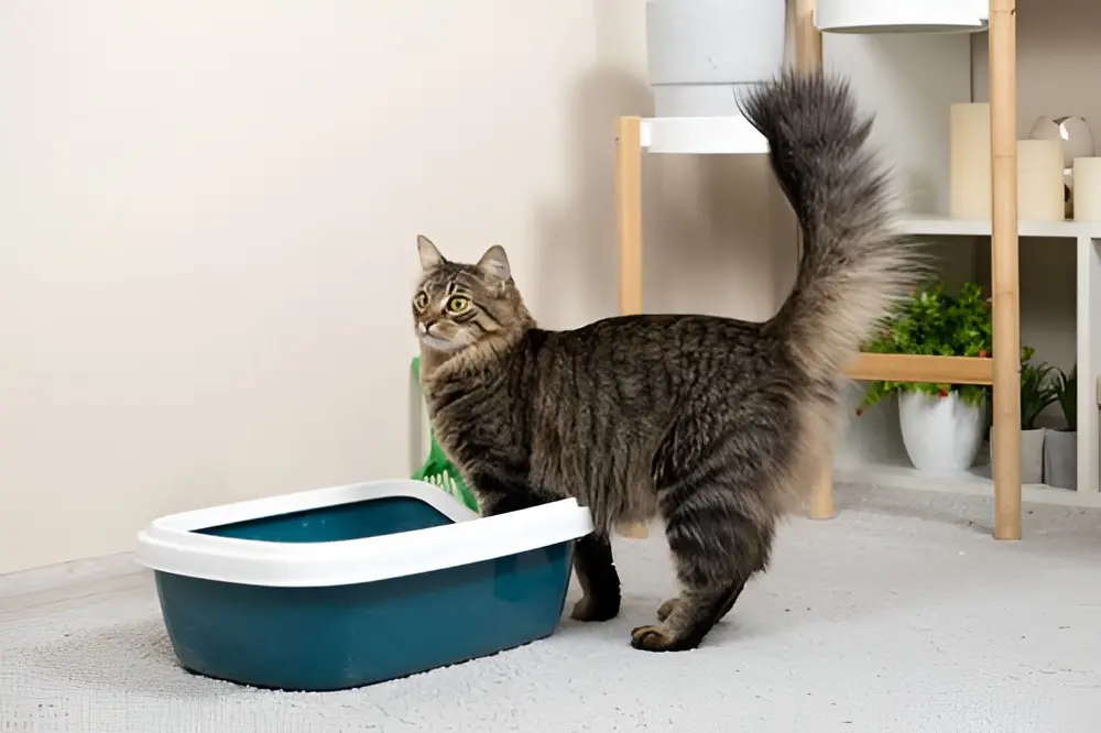 Cat straining in litter box: emergency urinary care and monitoring