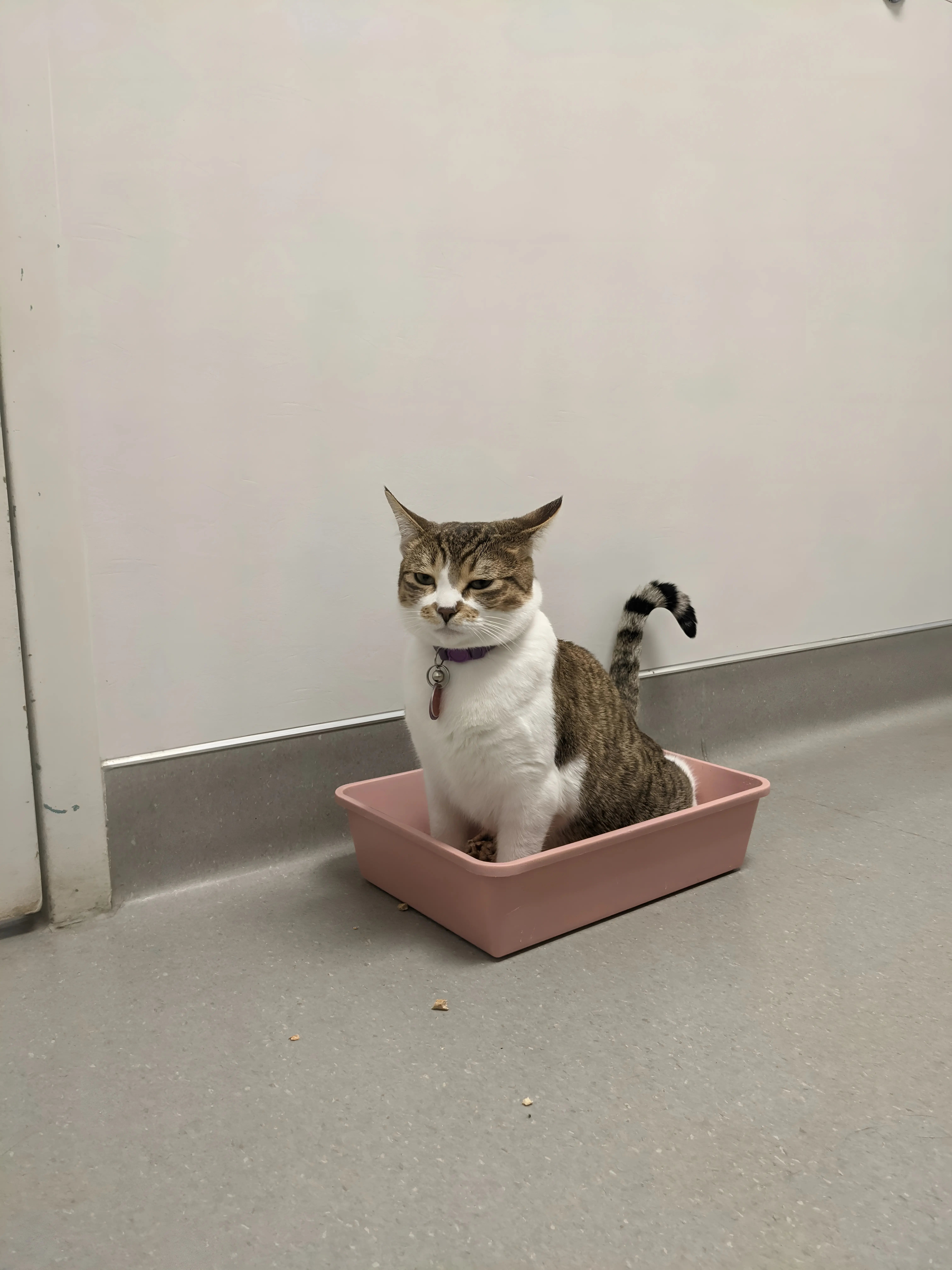 Cat with urinary obstruction showing signs of emergency condition needing immediate veterinary care