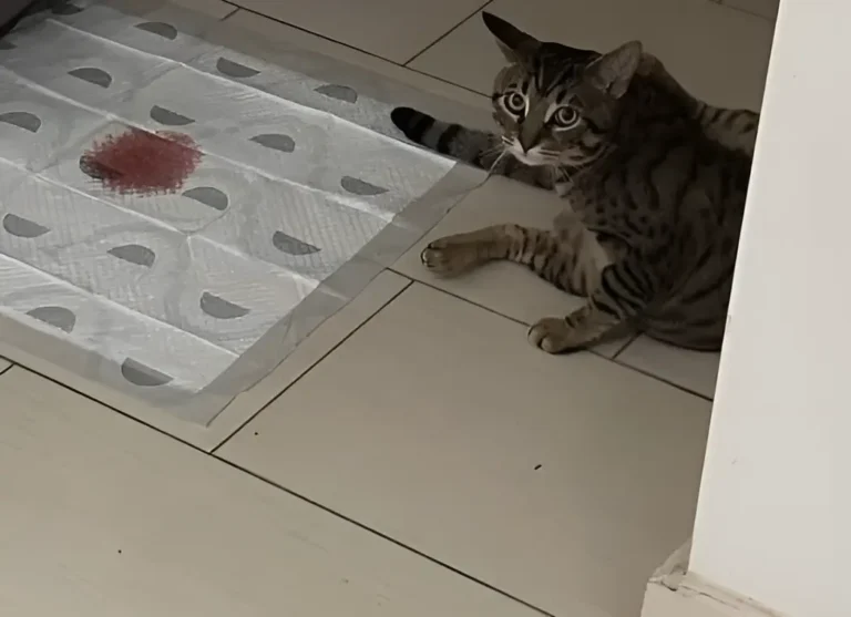 Cat Peeing Blood 1