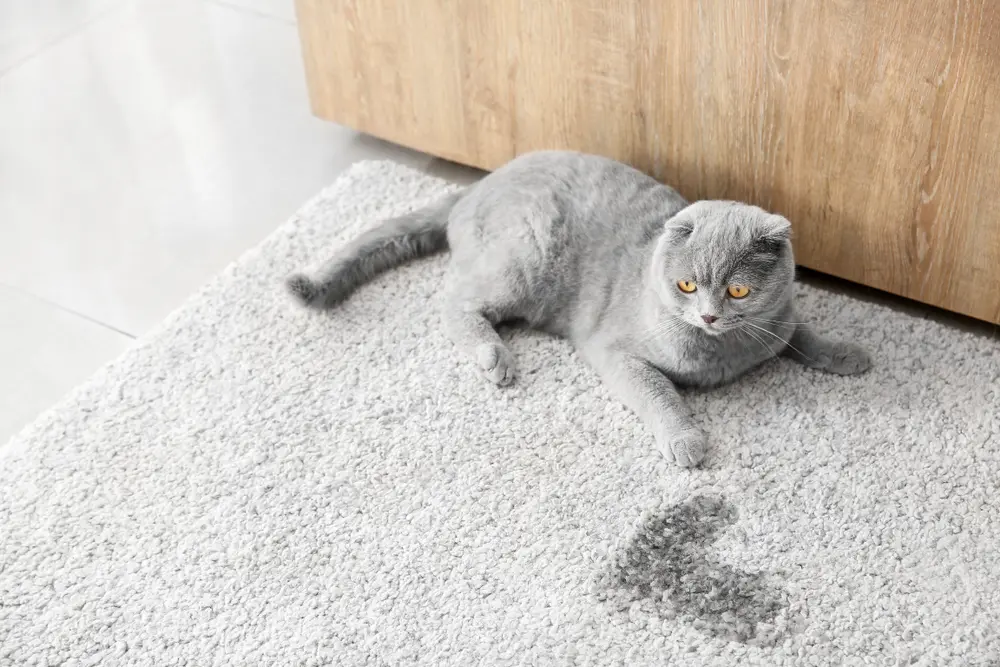 Cat with inappropriate urination: home care guidelines and clinical monitoring